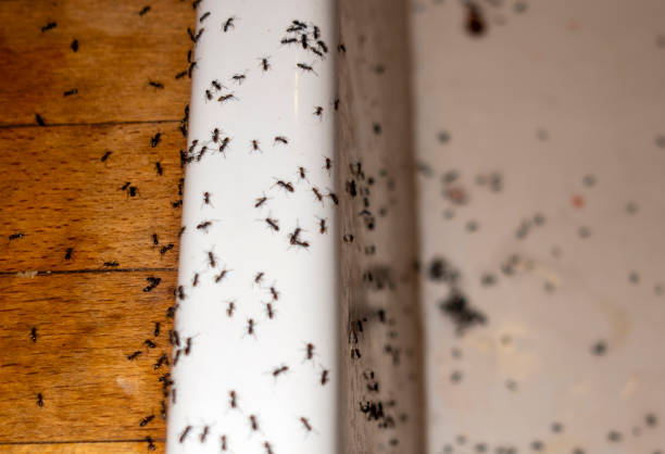 Best Pest Control Treatment  in Prudenville, MI